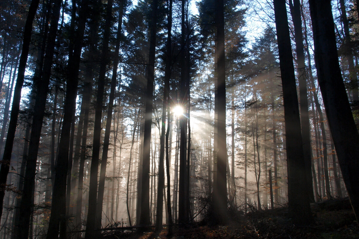 Forest at sunrise with mist and sun piercing through trees
