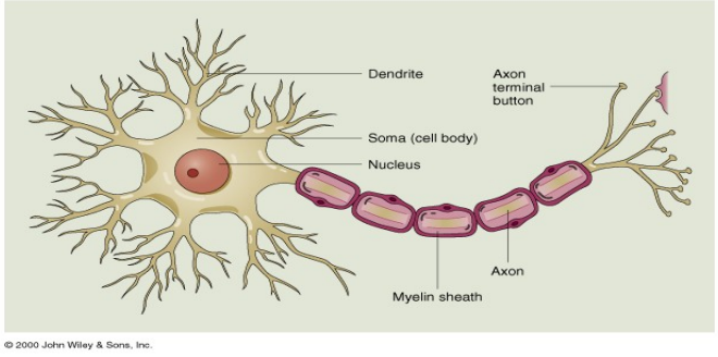 Diagram of brain showing dendrite, soma, nucleus, myelin sheath, axon and axon terminal button