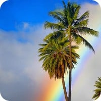 Palm trees and rainbow
