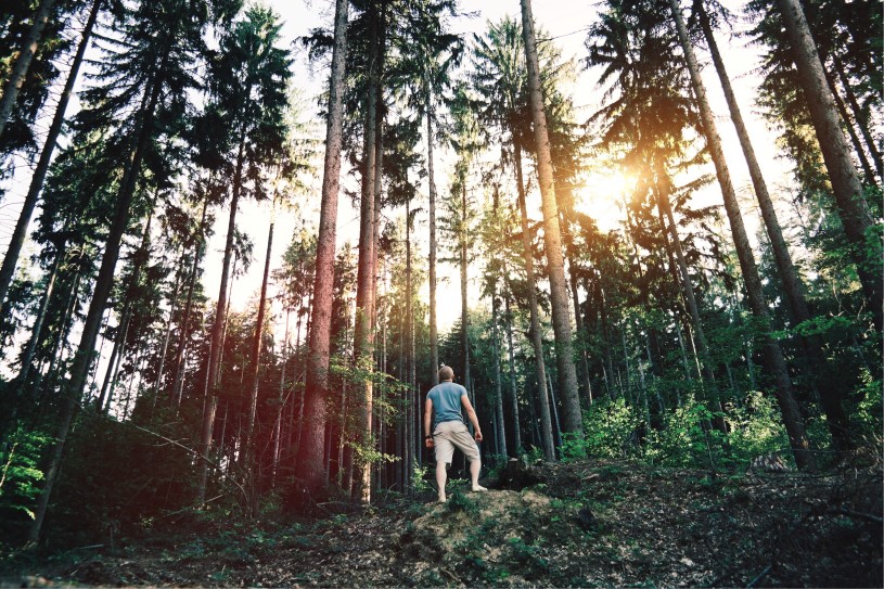 Man in a forest looking up at the trees