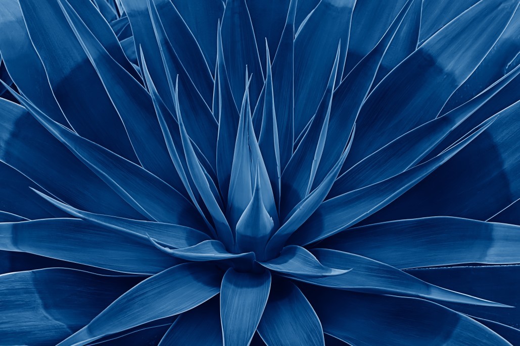 Blue plant