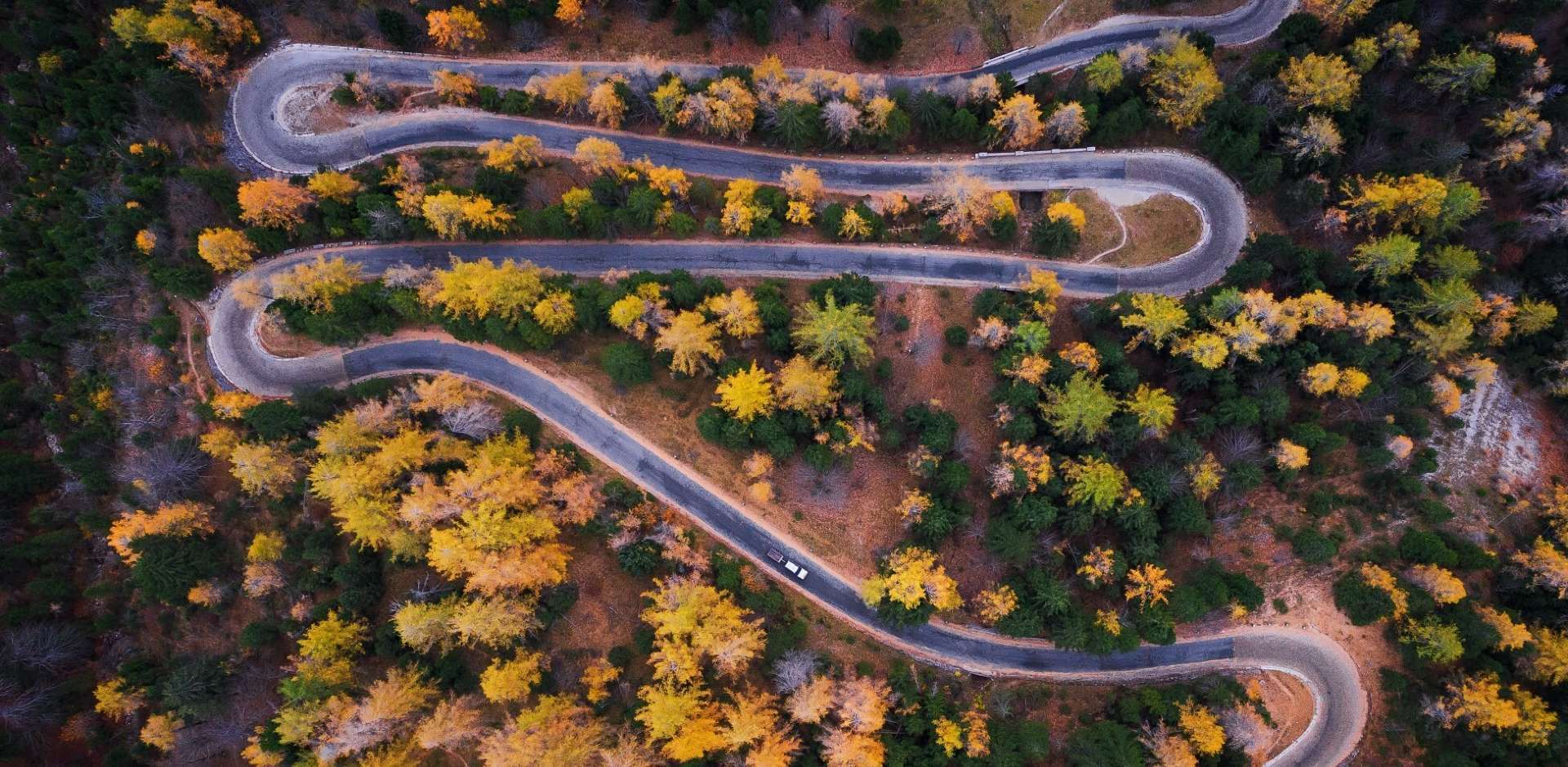 Windy road with trees