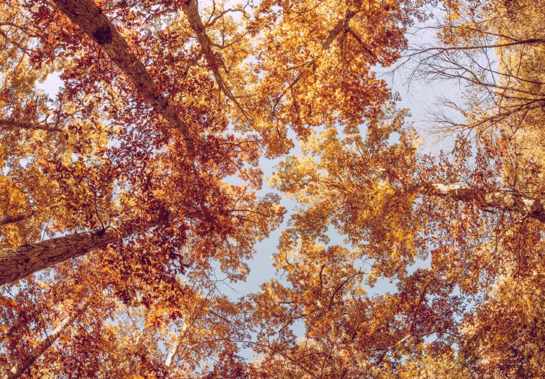 Ground view of trees