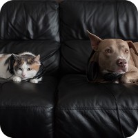 Dog and cat laying on a couch