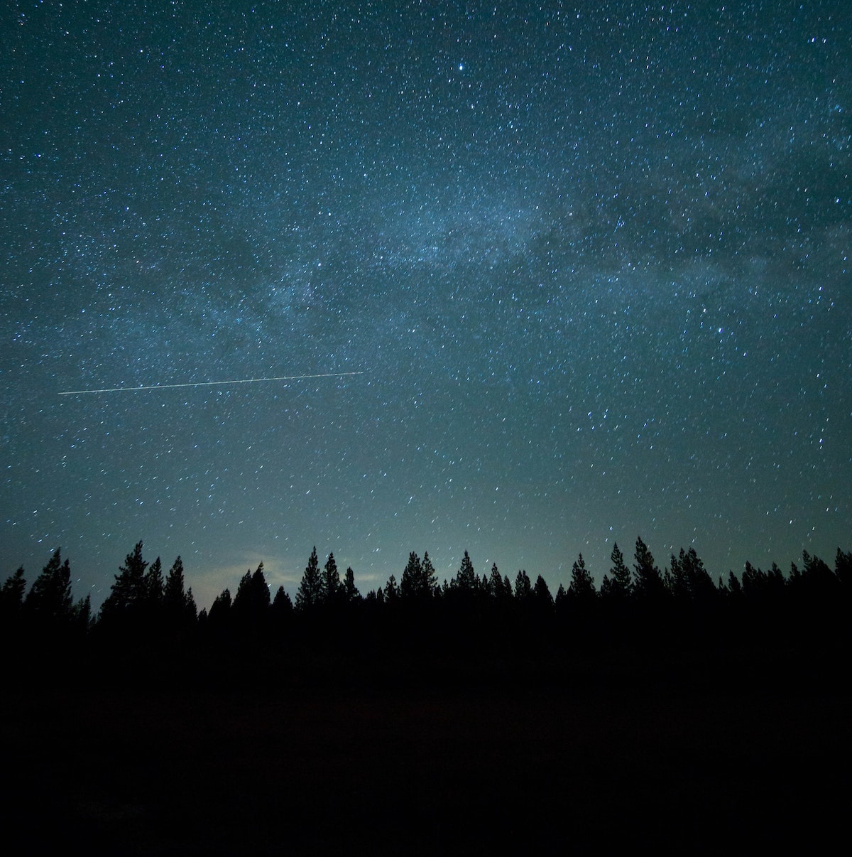 Starry night in the forest