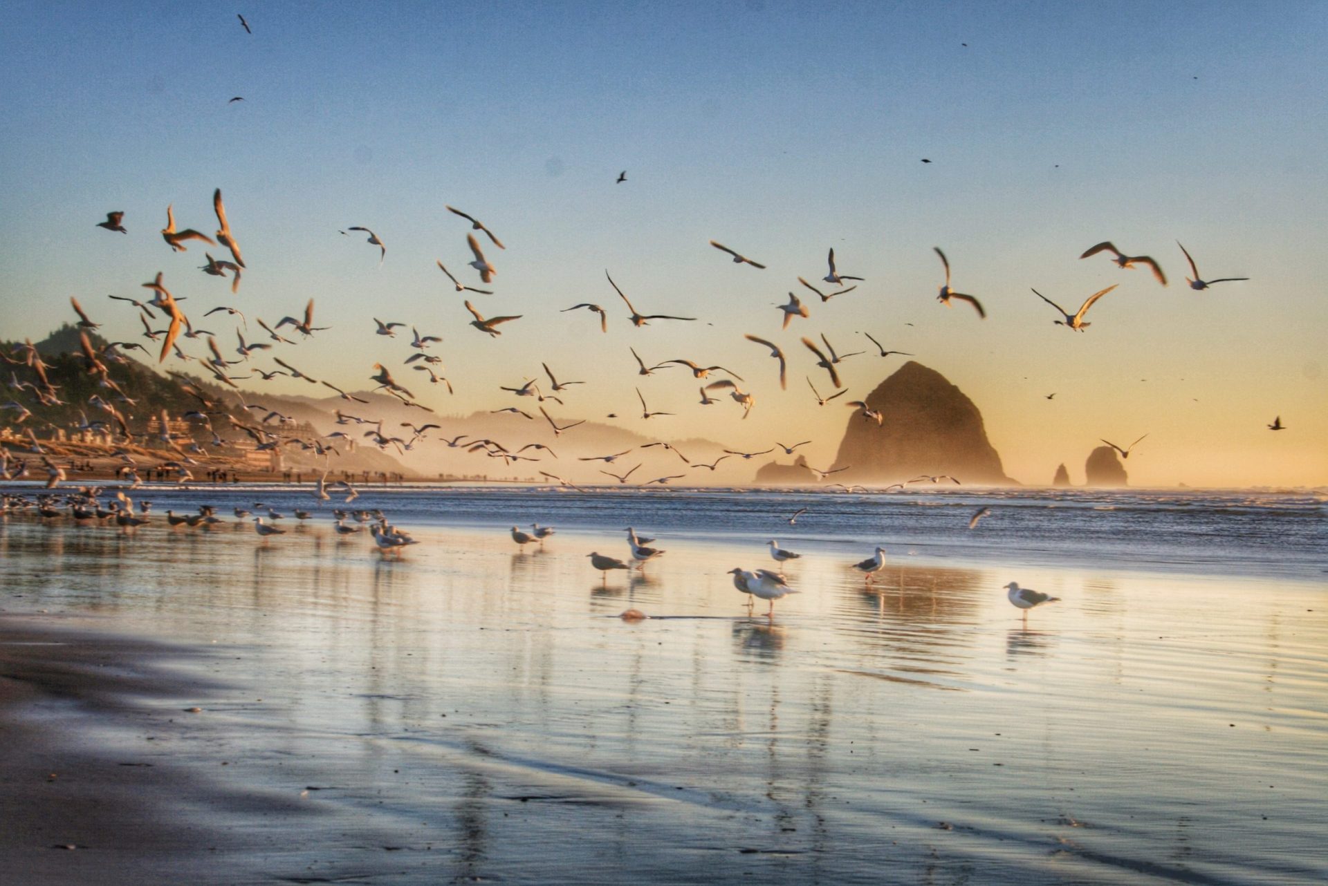 Seagulls at the beach