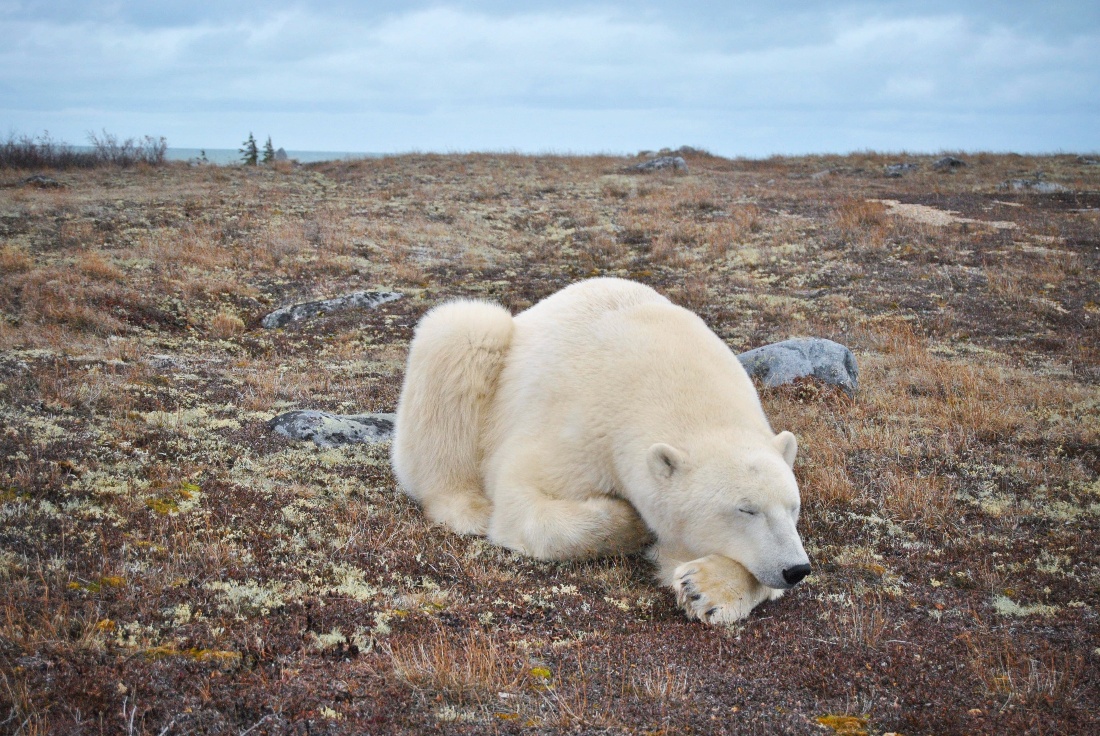 Polar bear sleeping